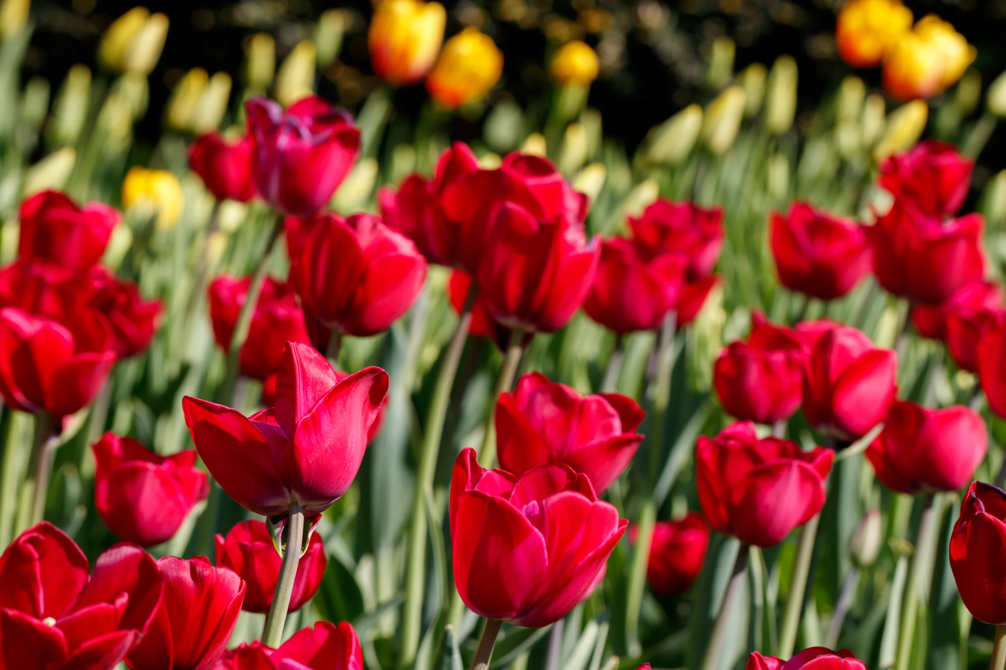 Red tulips